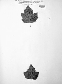 Mycosphaerella ribis image